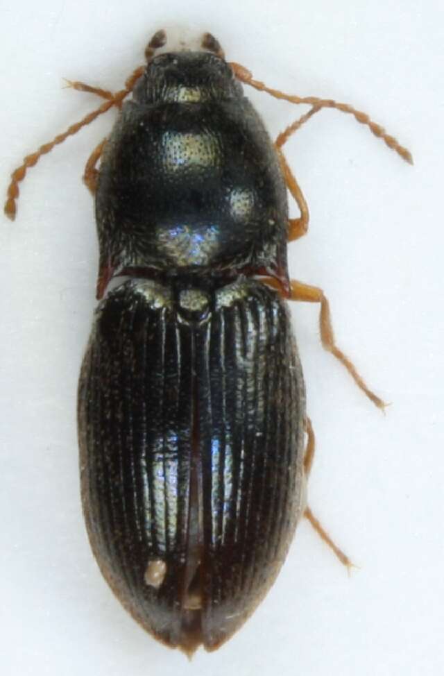 صورة <i>Hypnoidus rivularius</i>