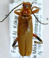 Imagem de <i>Cantharis livida</i>