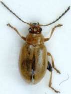 Image of <i>Aphthona lutescens</i>