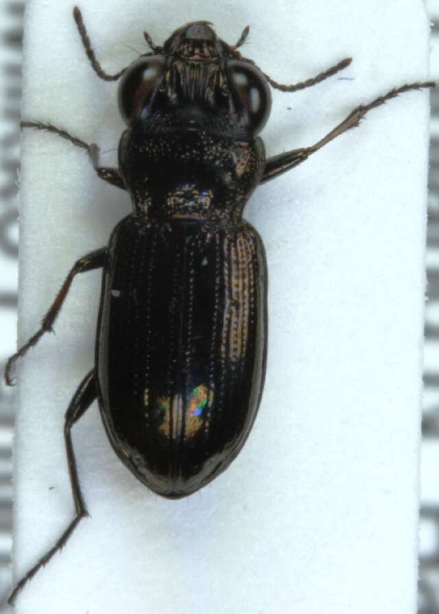 Image of Rough-necked Springtail-stalker