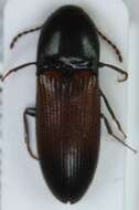 Image of <i>Ampedus balteatus</i>