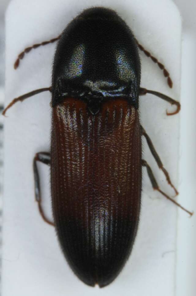 Imagem de <i>Ampedus balteatus</i>