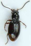 Bembidion (Trepanedoris) doris (Panzer 1796)的圖片