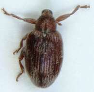 Image of Jumping weevil