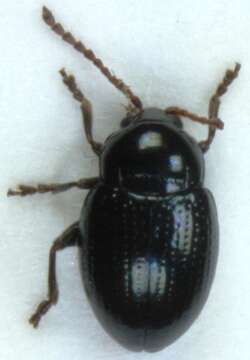 <i>Neocrepidodera nigritula</i> resmi