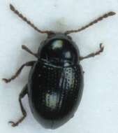 Image of <i>Neocrepidodera nigritula</i>