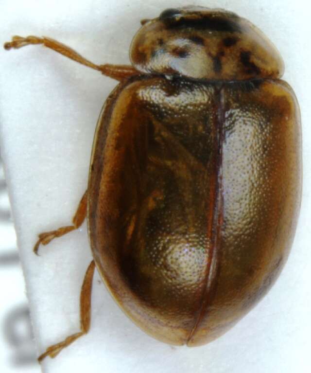 Image of Aphidecta