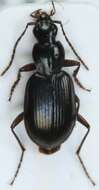 Image of Agonum (Europhilus) thoreyi Dejean 1828