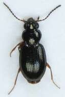 Plancia ëd Bembidion (Semicampa) gilvipes Sturm 1825