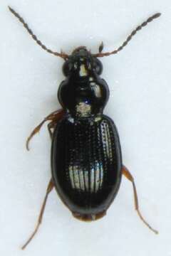 Bembidion (Semicampa) gilvipes Sturm 1825的圖片