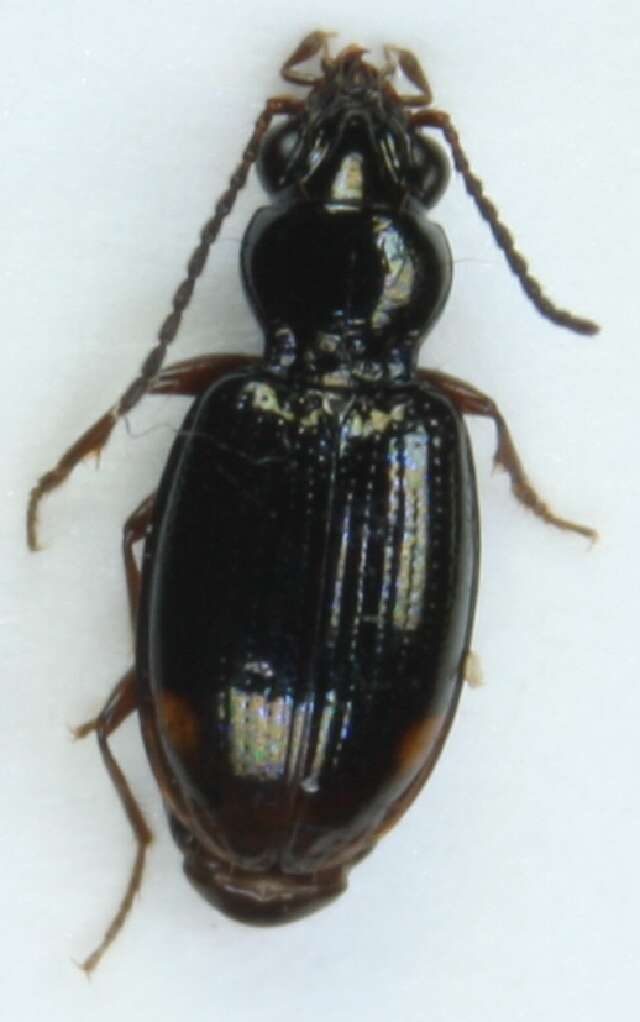 Image of Bembidion (Trepanedoris) doris (Panzer 1796)