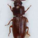 Image of <i>Palorus depressus</i>