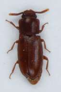 Image of <i>Palorus depressus</i>