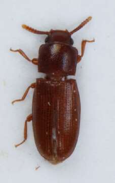 Image of <i>Palorus depressus</i>