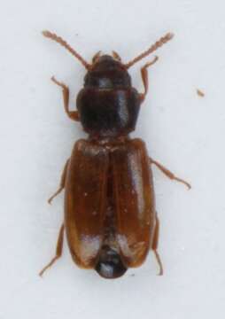Image of Myrmechixenus Chevrolat 1835