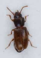 Image of <i>Myrmechixenus subterraneus</i>