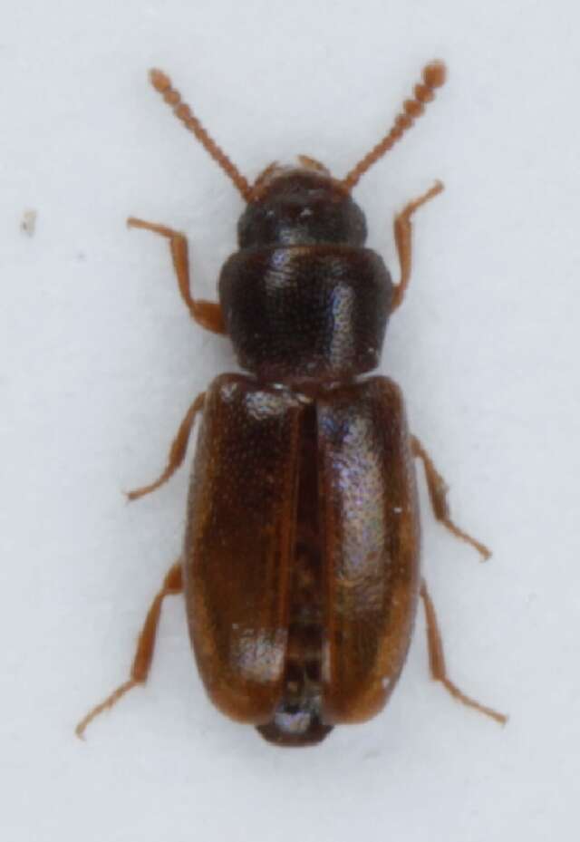 Image of <i>Myrmechixenus subterraneus</i>