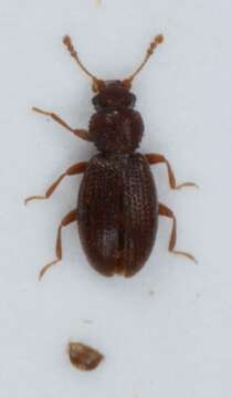 Слика од <i>Corticaria longicollis</i>