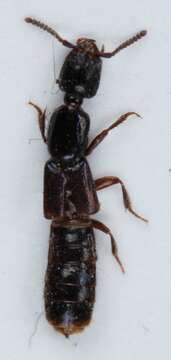 Image of Gyrohypnus atratus (Heer 1839)