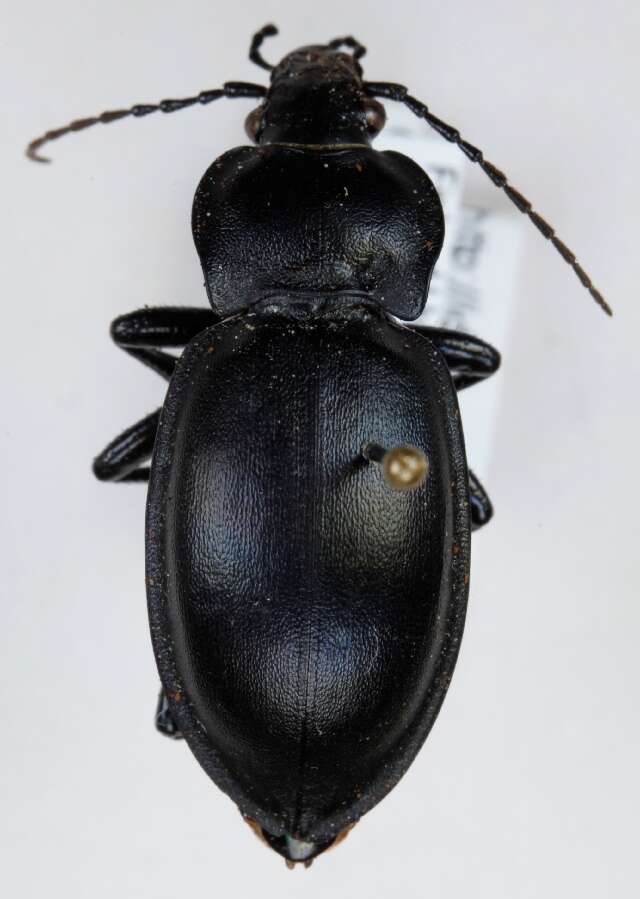 Image of Carabus (Oreocarabus) glabratus Paykull 1790