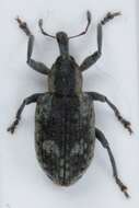 Image of Dock Hyper Weevil