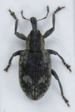 Image of Dock Hyper Weevil