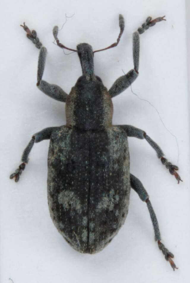 Image of Dock Hyper Weevil