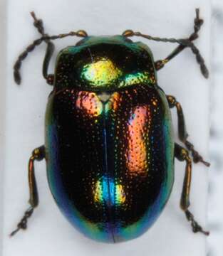 Image of Chrysolina fastuosa