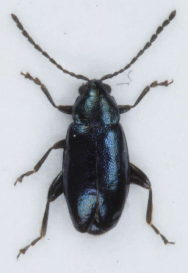 Image of <i>Phyllotreta nigripes</i>