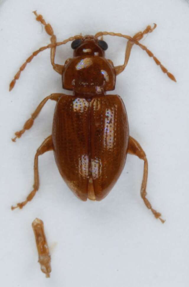 Image of <i>Neocrepidodera ferruginea</i>