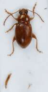 Imagem de <i>Neocrepidodera motschulskii</i>