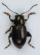 Image of cereal flea beetle