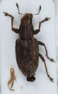 Image of Clover Root Weevil