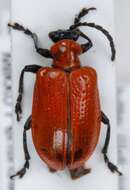 Image of Scarlet lily beetle