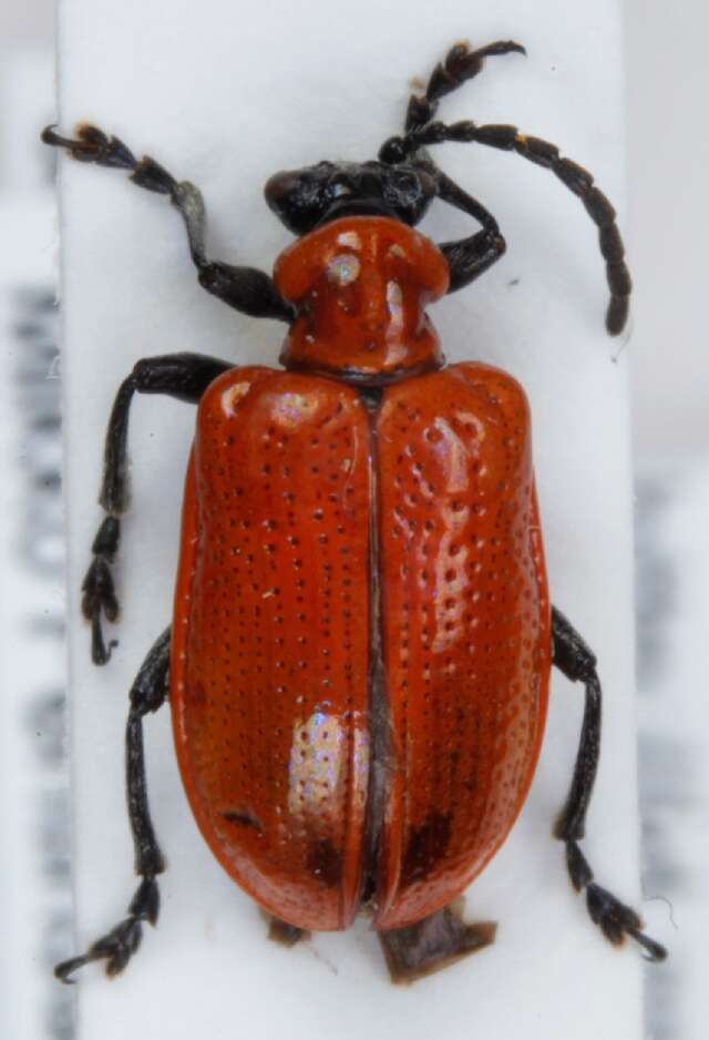 Image of Scarlet lily beetle