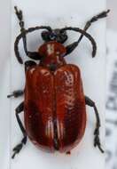 Image of Scarlet lily beetle