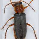 Imagem de <i>Cantharis lateralis</i>