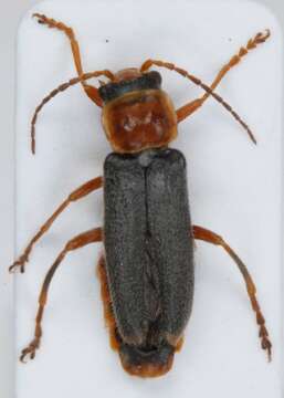 Image of <i>Cantharis lateralis</i>