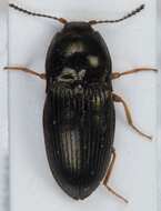 Image of <i>Hypnoidus riparius</i>