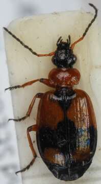 Image of Lebia (Lebia) cruxminor (Linnaeus 1758)