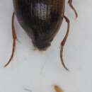 Image of <i>Haliplus ruficollis</i>