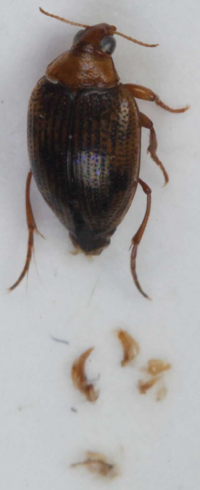 <i>Haliplus ruficollis</i> resmi