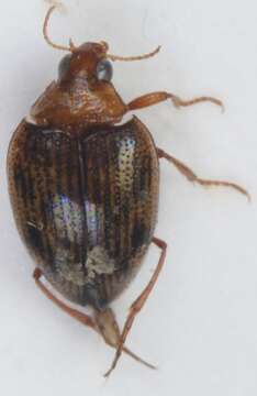 Image of <i>Haliplus ruficollis</i>