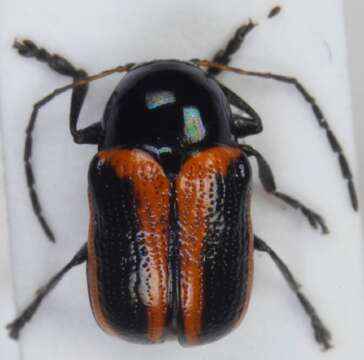 <i>Cryptocephalus bipunctatus</i> resmi