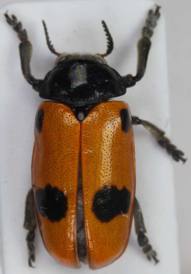 Image of <i>Clytra quadripunctata</i>