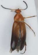 Image of <i>Anaspis arctica</i>