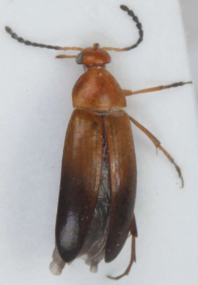 Image of <i>Anaspis arctica</i>