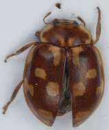 Image of <i>Myrrha octodecimguttata</i>