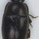 Image of <i>Brassicogethes matronalis</i>