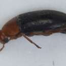 Слика од <i>Anaspis thoracica</i>